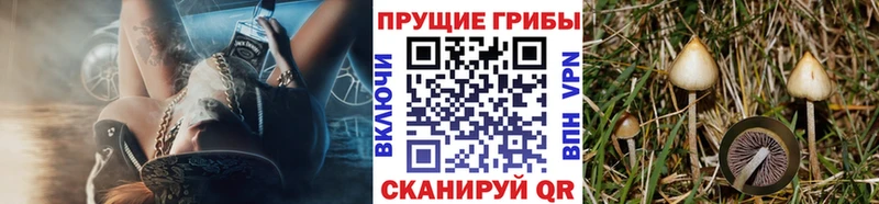 Галлюциногенные грибы Magic Shrooms  OMG онион  Дигора 